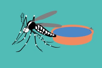 De Tel-Aviv. Lutte contre les moustiques. La start up Bzigo utilise une technologie avancée « Bzigo Iris ».