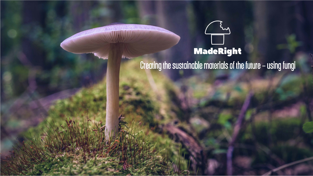 MadeRight obtient 2 millions de dollars pour des emballages haute performance à base de champignons.