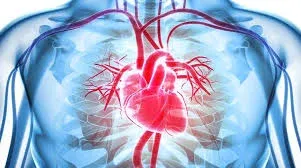 La startup israélienne Symbiosis CM, un dispositif médical de traitement des valves cardiaques.
