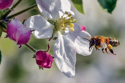 Beewise (Israël) a lancé une ruche robotisée. Lutte contre la mort des abeilles.
