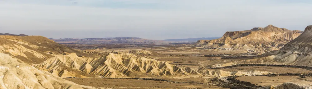Faire fleurir le Negev. « Une percée dans la culture de la truffe du désert ».