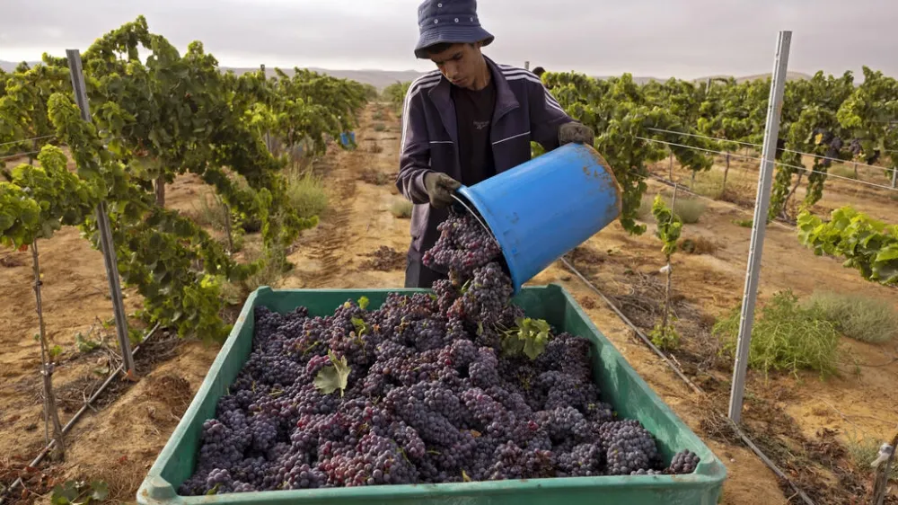 Les viticulteurs du désert du Néguev montrent la voie à suivre dans le climat chaud d’Israël.