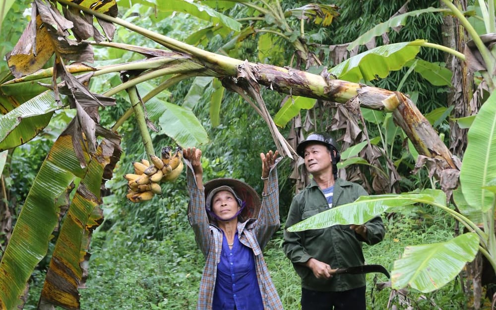 Désintox d’IsraëlValley. « Les produits du Vietnam absents dans l’Etat Hébreu ». Faux!