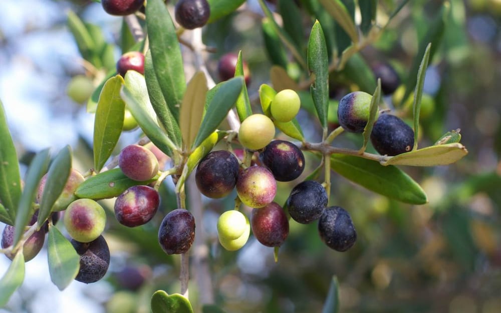 C’Israël. Arbres emblématiques, les oliviers souffrent du réchauffement climatique.