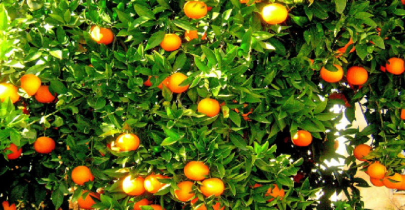 Le mot du Jour. « Jaffa ». De magnifiques oranges, mandarines…