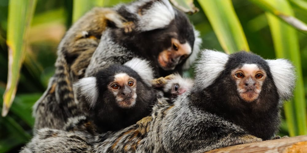 Etonnant : l’université hébraïque d’Israël découvre les noms secrets des animaux.