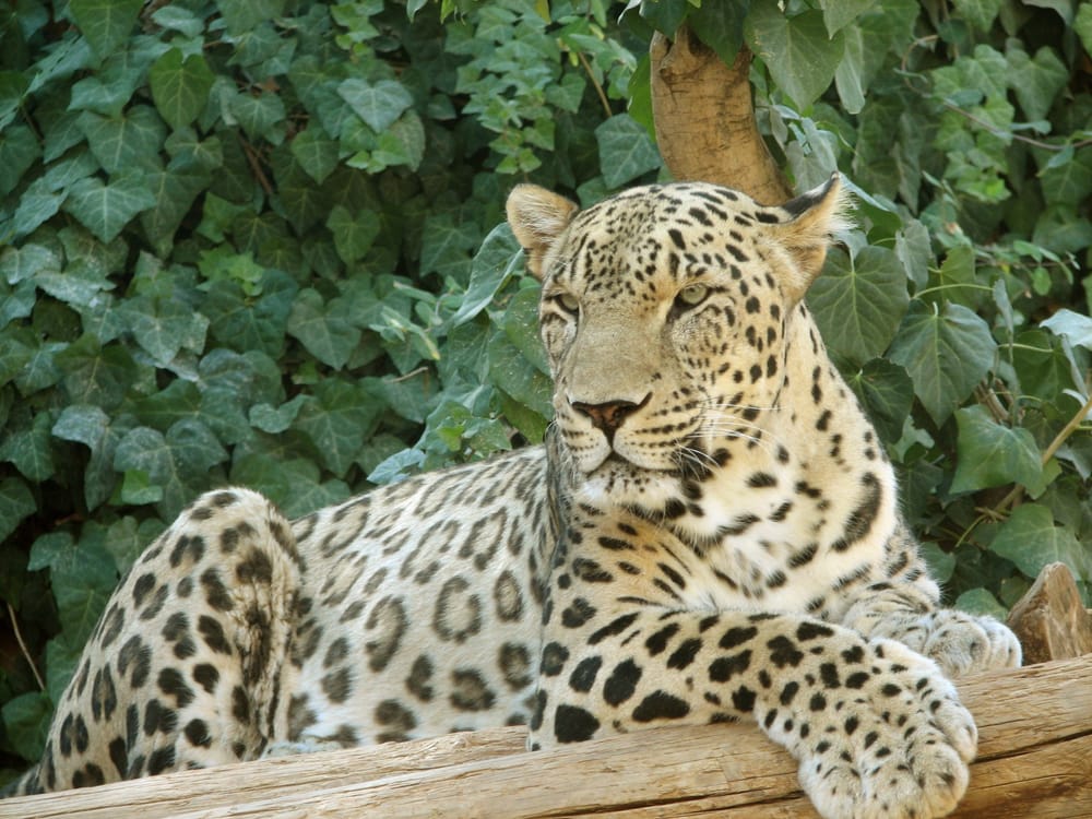 Une panthère du zoo de Beauval (France) débarque en Israël. Pourquoi donc?