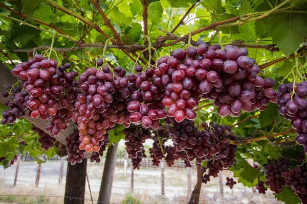 La consommation de raisins israéliens se développe en Afrique du Sud.