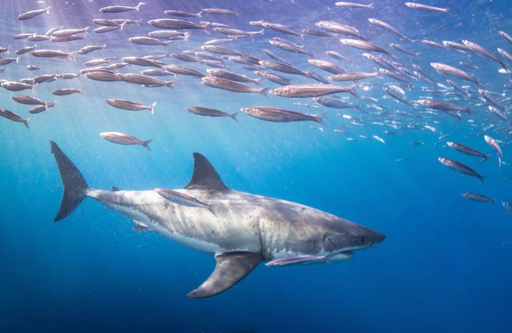 Des requins, des vrais de trois mètres de long, près de la ville de Hadera.