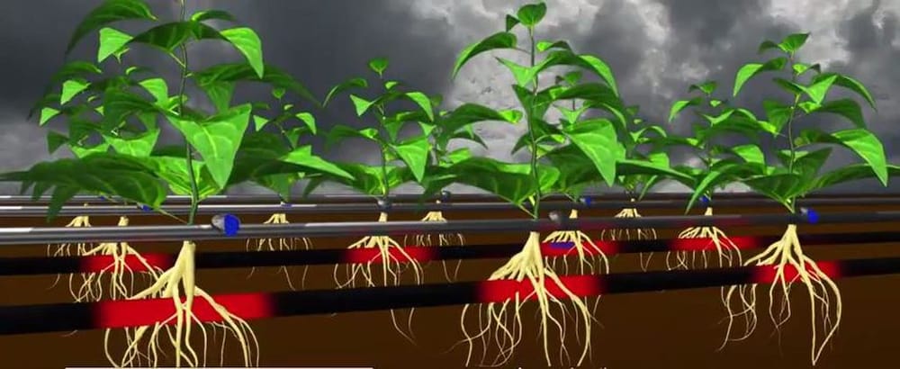 L’israélien Roots (agritech) renforce le cadre de sa propriété intellectuelle.
