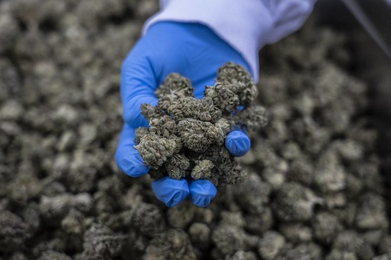 La marijuana « cachère » : un rêve qui va devenir réalité pour des juifs religieux.