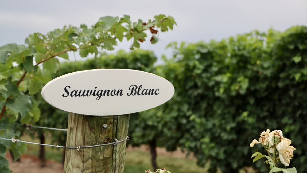 Le sauvignon est numéro un des ventes dans le monde. Très apprécié en Israël.
