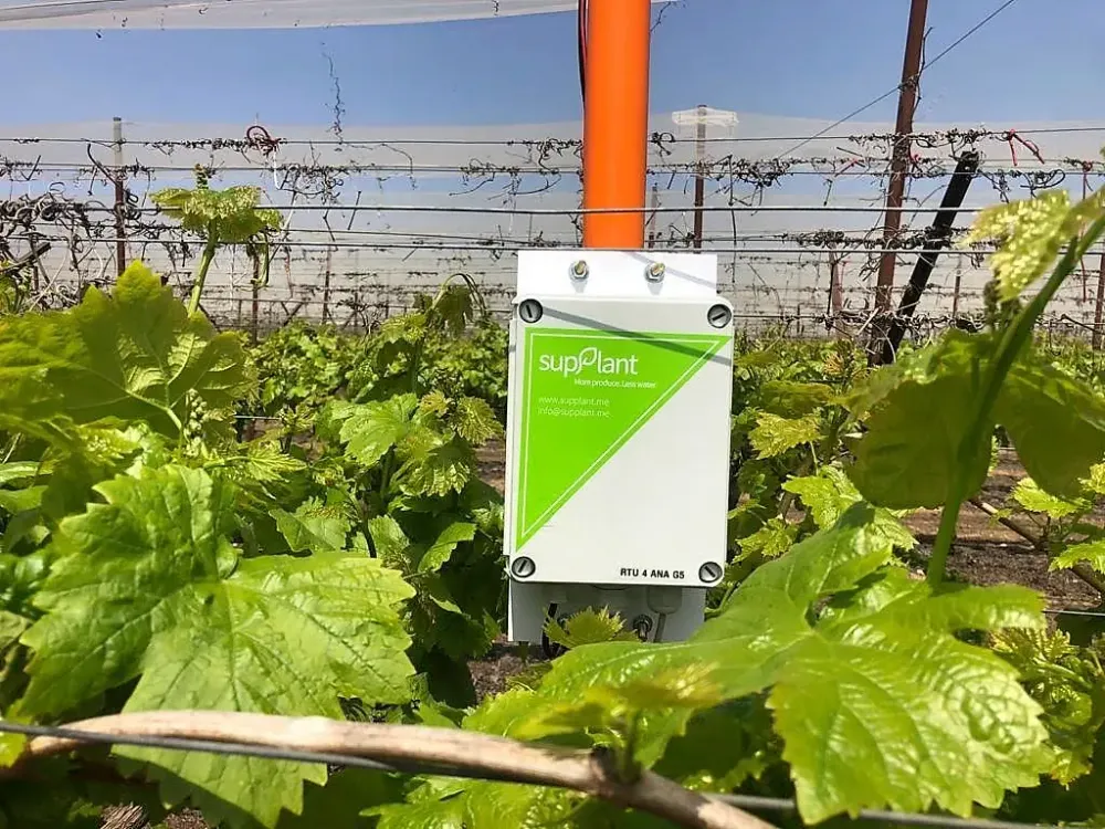 Agritech. La startup SupPlant (Afoula en Galilée). Culture des palmiers-dattiers.