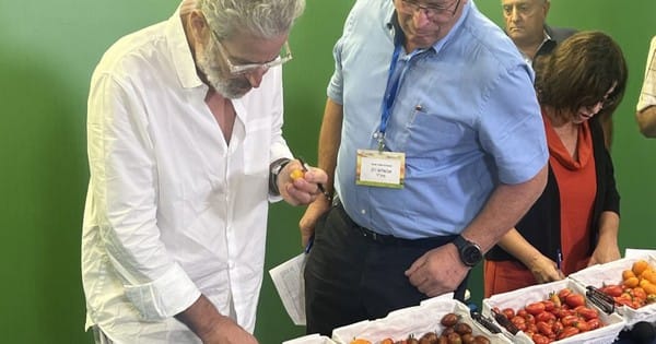 Une nouvelle tomate cerise de « Gedera Syngenta Seeds » désignée  la plus belle tomate d’Israël.