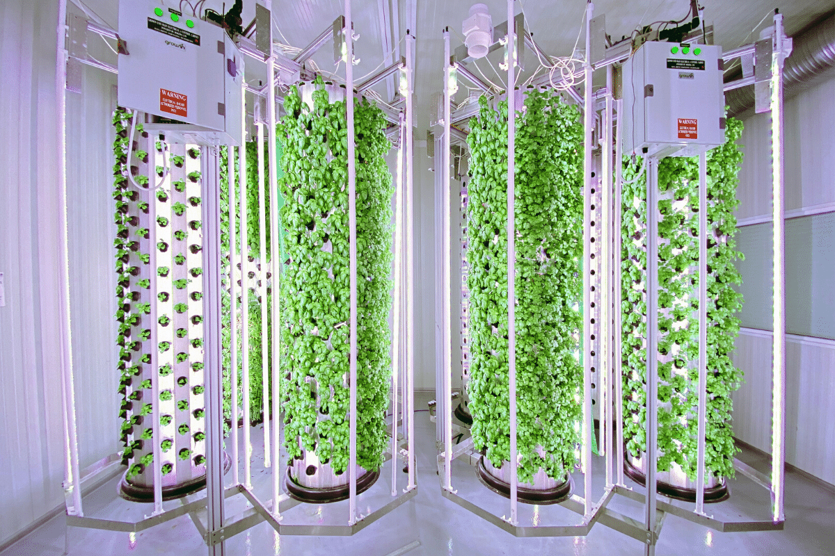 Une technologie venant d’Israël utilisée par Tower Farm. « Culture indoor » et surfaces verticales.