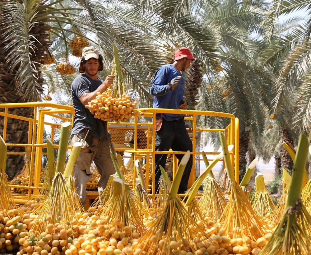 Israël approuve un quota de travailleurs étrangers pour faire face à la pénurie de main-d’œuvre.