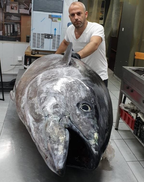 Une pêche sympa! Un thon rouge, qui pèse plus de 200 kilos, à Ashdod.