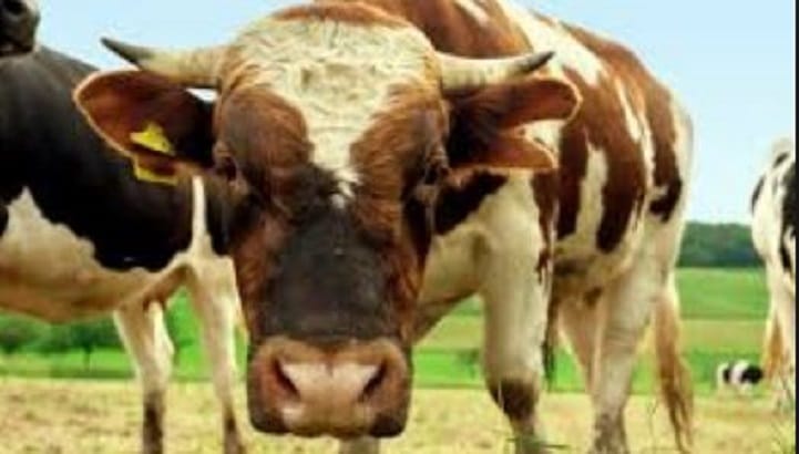 Israël Sciences. Mieux gérer les rots des vaches… et sauver la planète?