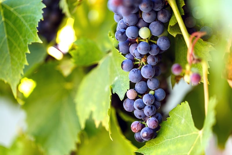 Vignes généreuses, fermes biologiques, paysages à couper le souffle… Bienvenue en Galilée!