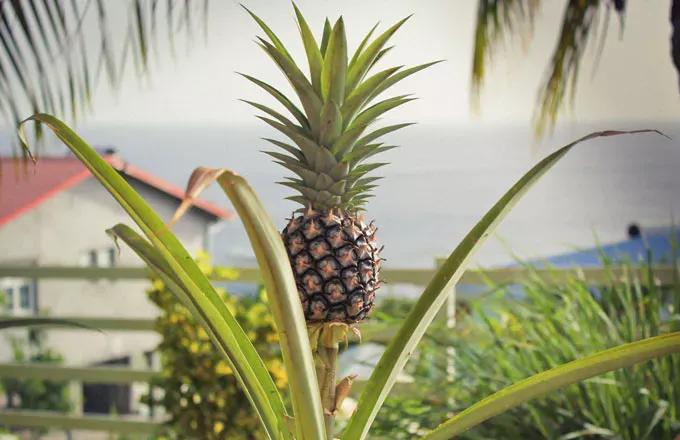 Culture de l’ananas en Israël. Les ananas importés viennent de la République dominicaine, Costa Rica, Kenya.