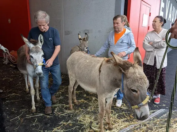 Un zoo-refuge en France accueille des ânes en provenance d’Israël.