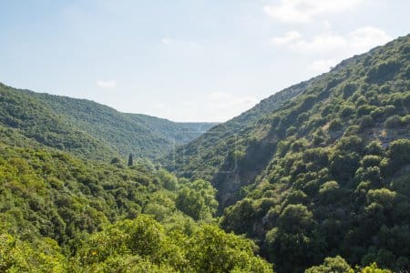 Le projet de reforestation du désert du Néguev : un défi écologique ambitieux