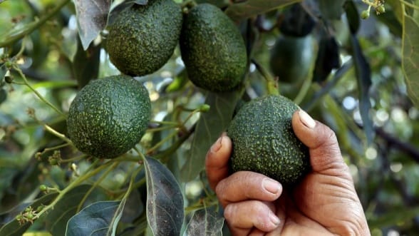 Marché mondial de l’avocat. Annonce surprise du PDG de Mehadrin (Israël).