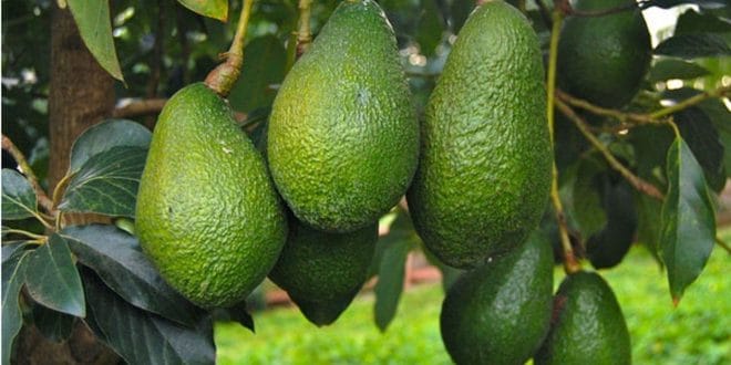 La demande mondiale d’avocats envoie les producteurs israéliens au Maroc.
