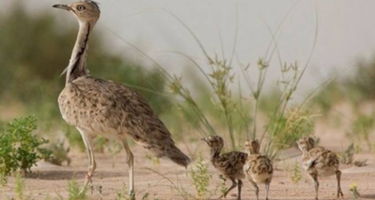 Les accords d’Abraham profitent aussi aux oiseaux.