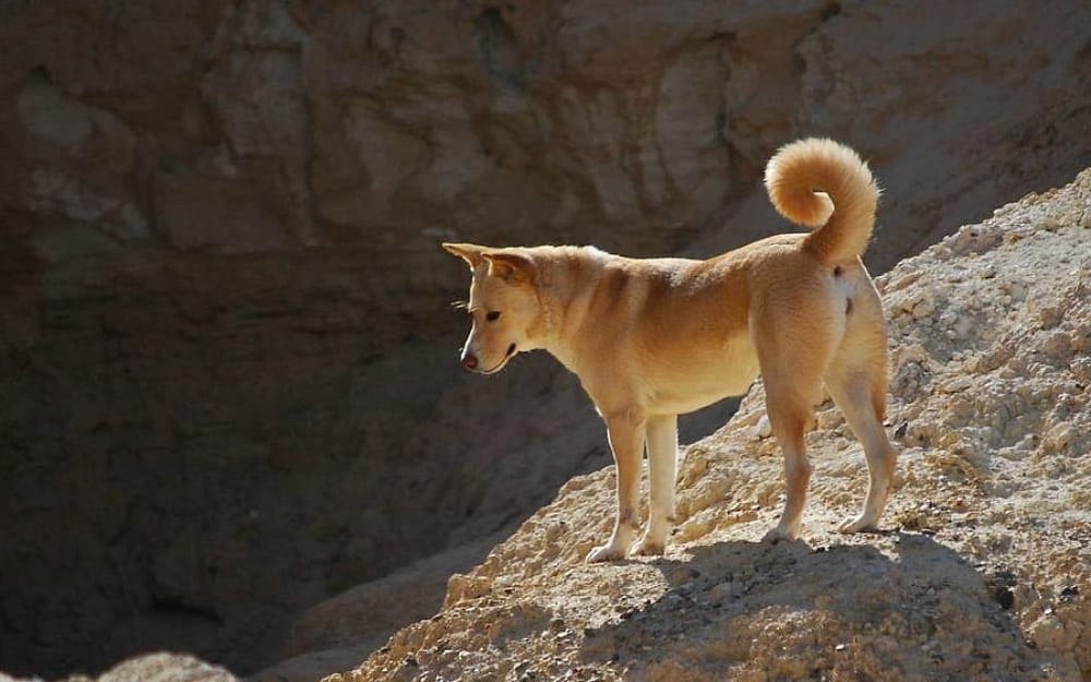 Il y a en France deux élevages de Canaan, une race de chiens originaire d’Israël.