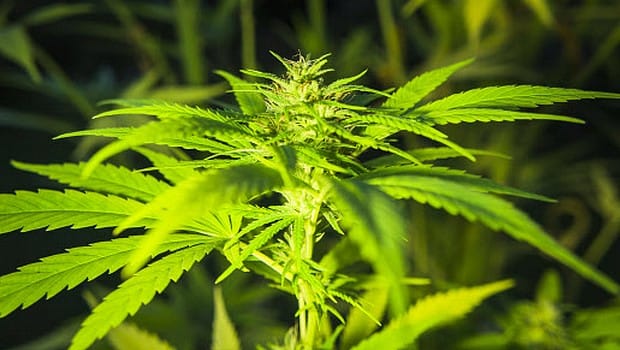 Good Question. Le cannabis médical israélien est-il arrivé en France? Lisez donc…