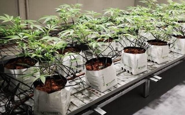 Drogue récréative. En Israël, une nouvelle variété améliorée de cannabis.