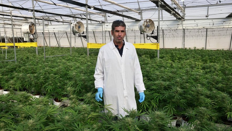 En Israël, une ville du désert veut devenir « la capitale » du cannabis médical