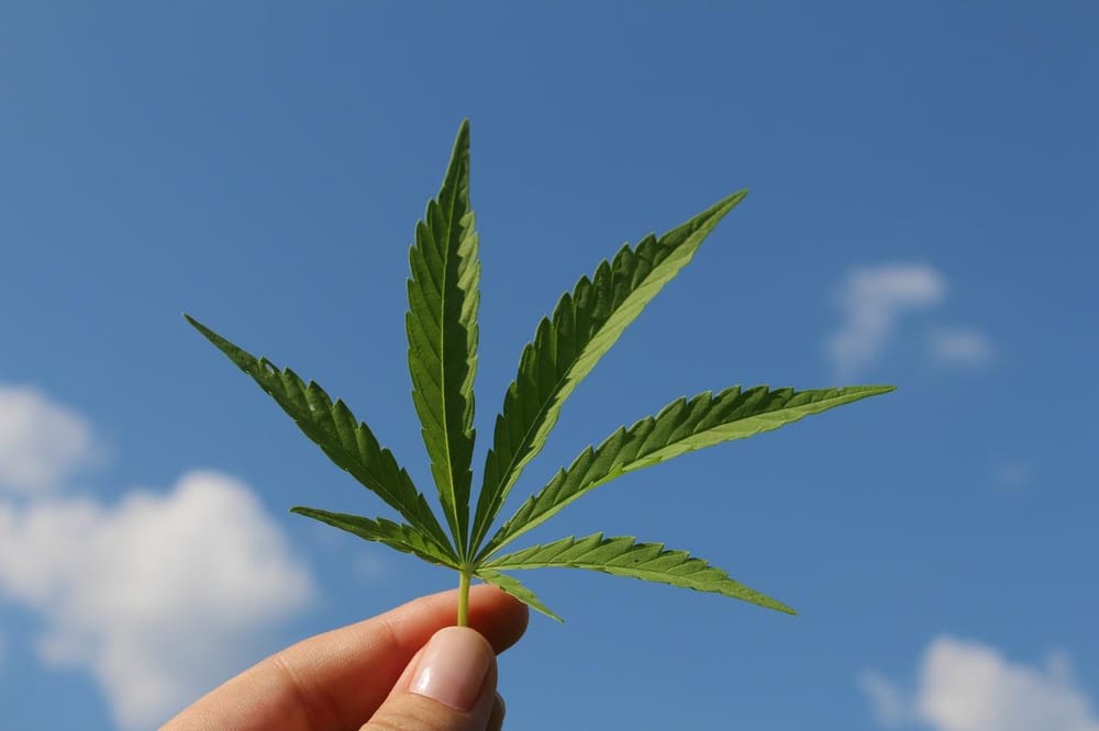 En Israël, découvrez le leader des produits médicaux à base de cannabis.