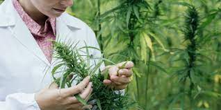 Canonic (Israël) annonce l’expédition de ses variétés de cannabis en Europe.