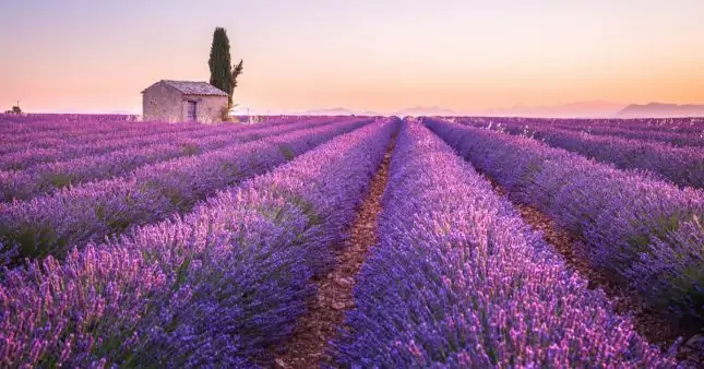 Le meilleur de la France en Israël… Parfums. La lavande de Provence sur le Golan (Israël).