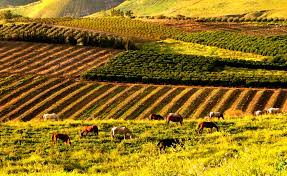 Comment la technologie israélienne modifie l’agriculture et influe sur notre monde.