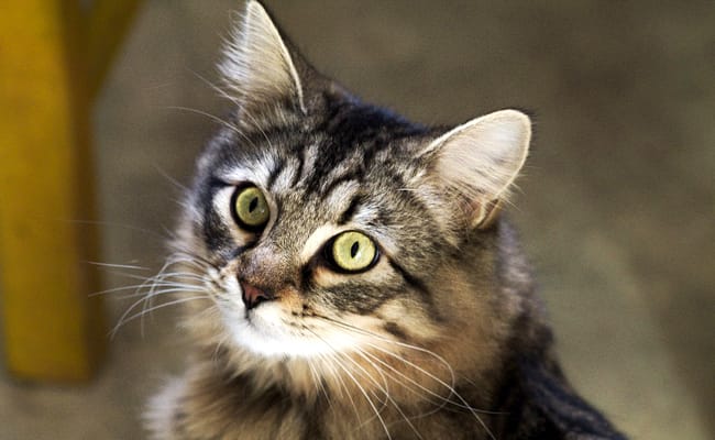 C’Israël. L’augmentation du nombre de chats de rue en liberté.
