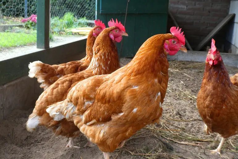 Le Brésil et Israël ont conclu des négociations pour élargir le marché israélien à la viande de poulet.