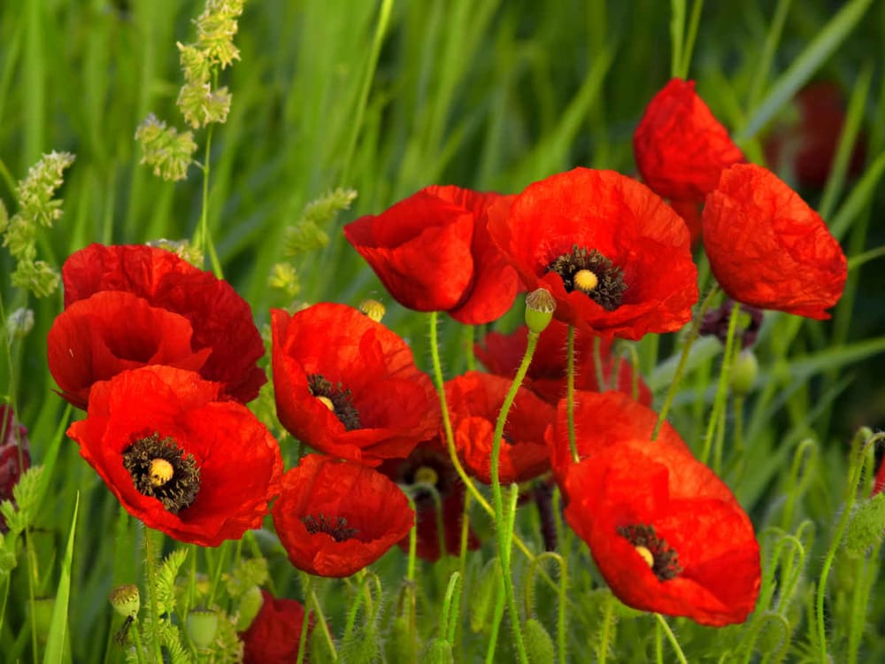 Zoom sur Karmiel, son symbole est le coquelicot. L’Association « Dor Hadash » vous propose de faire votre alya en Galilée.