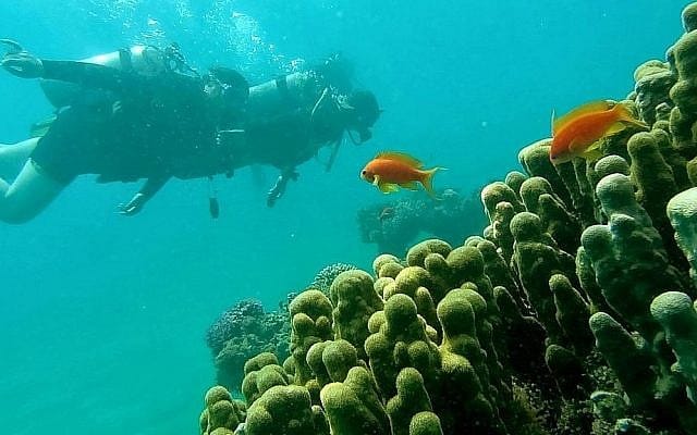Jean-François Strouf  : « Les récifs coralliens d’Eilat se sont révélés très résistants ».