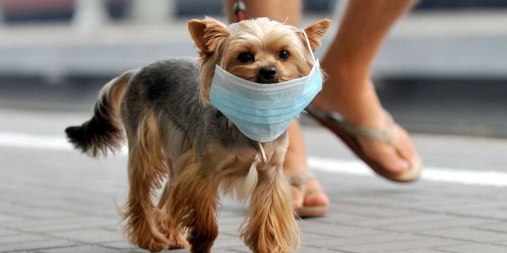 Vu d’Israël. Chiens et chats ont-ils un rôle dans la propagation du virus?