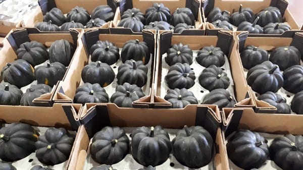Bientôt des courges brunes israéliennes dans les assiettes françaises.