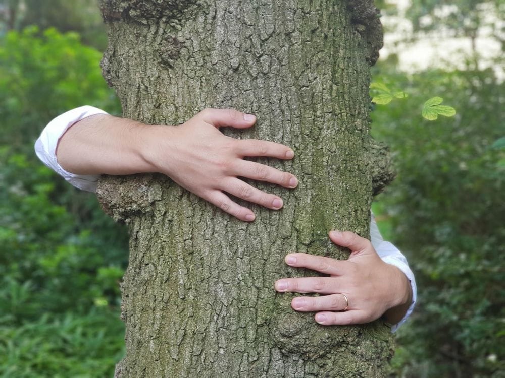 Bientôt en Israël? Des règles strictes en matière d’abattage des arbres.