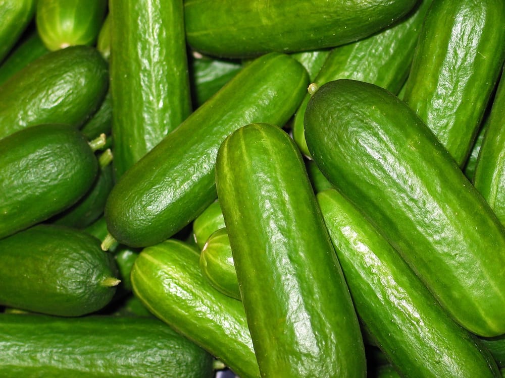 Pourra t-on trouver du concombre pendant les fêtes de Pessah?