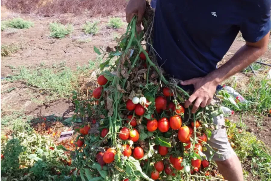 La tomate du futur. La coopération scientifique avec l’Union européenne.
