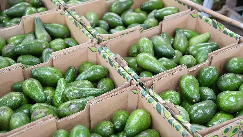 Israël continue d’être un acteur majeur sur le marché mondial des avocats.