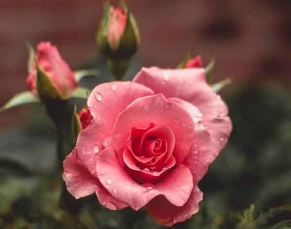 Le rose comme une couleur de révolte en Israël ?