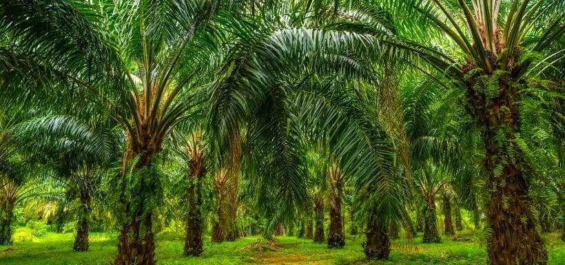 Pénuries d’huiles végétales dans le monde. Israël n’est pas (encore?) touché.