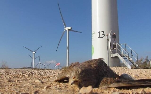 Eolienne. La compagnie israélienne Enlight Renewable Energy (ERE). Développement durable.